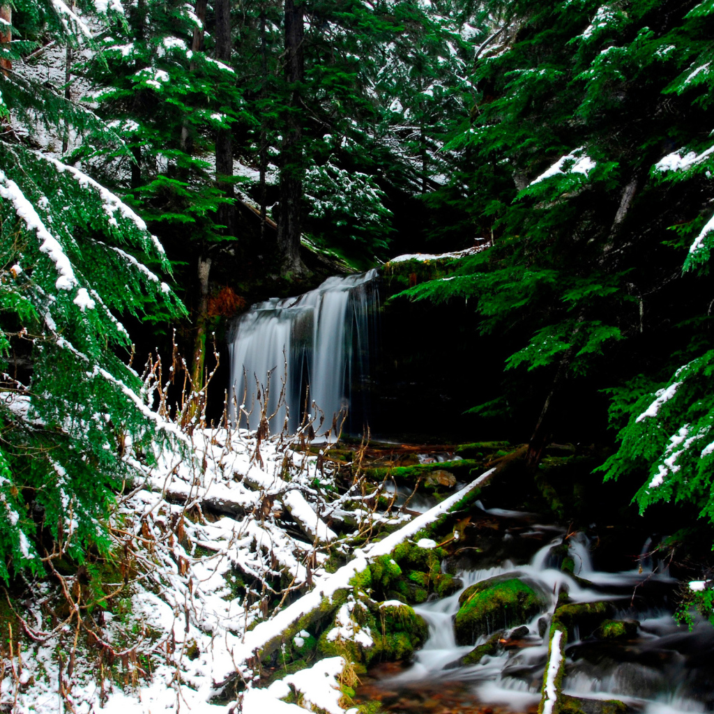 Ручей в лесу