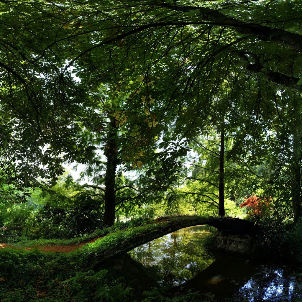 Лето Отдых в лесу