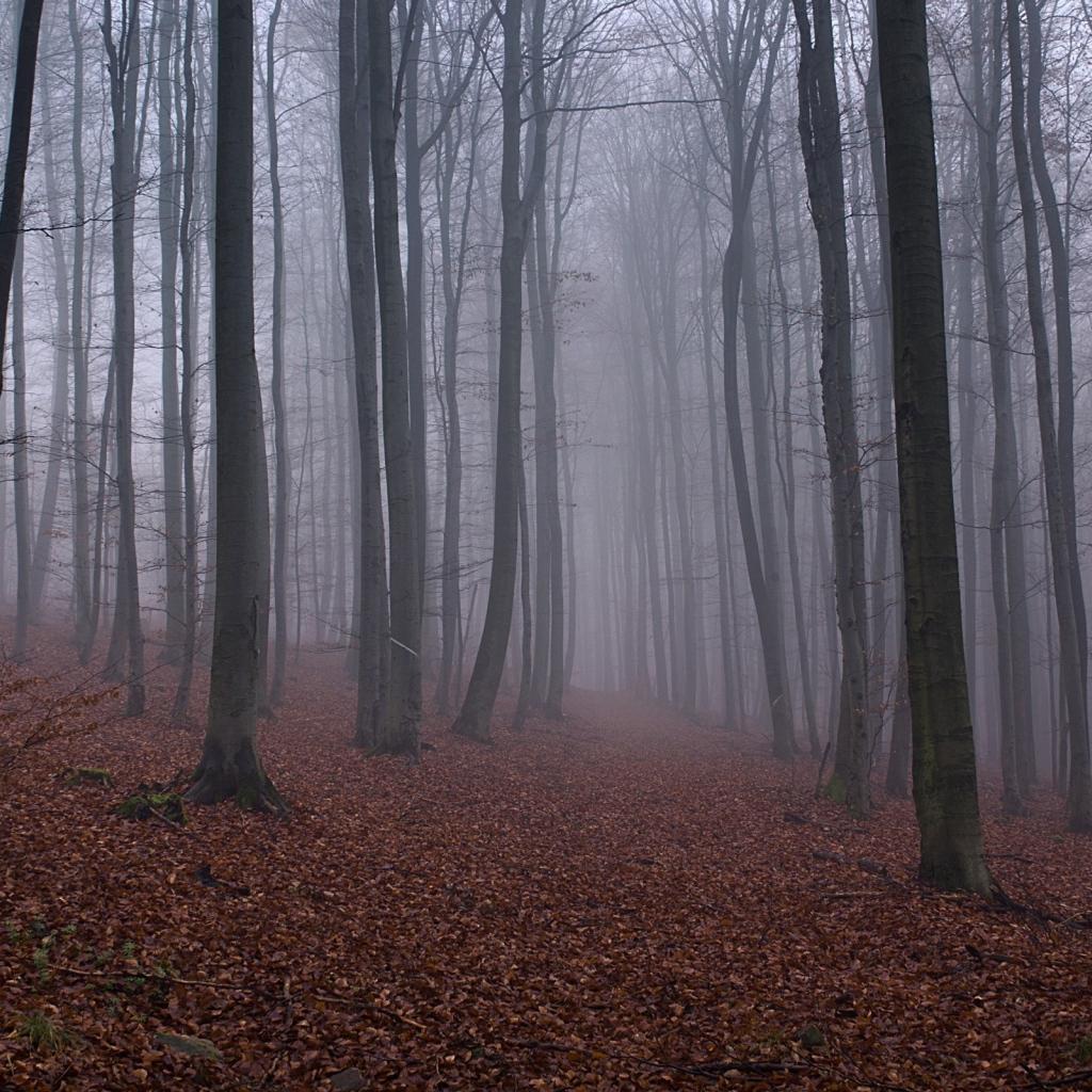 Опавшие листья