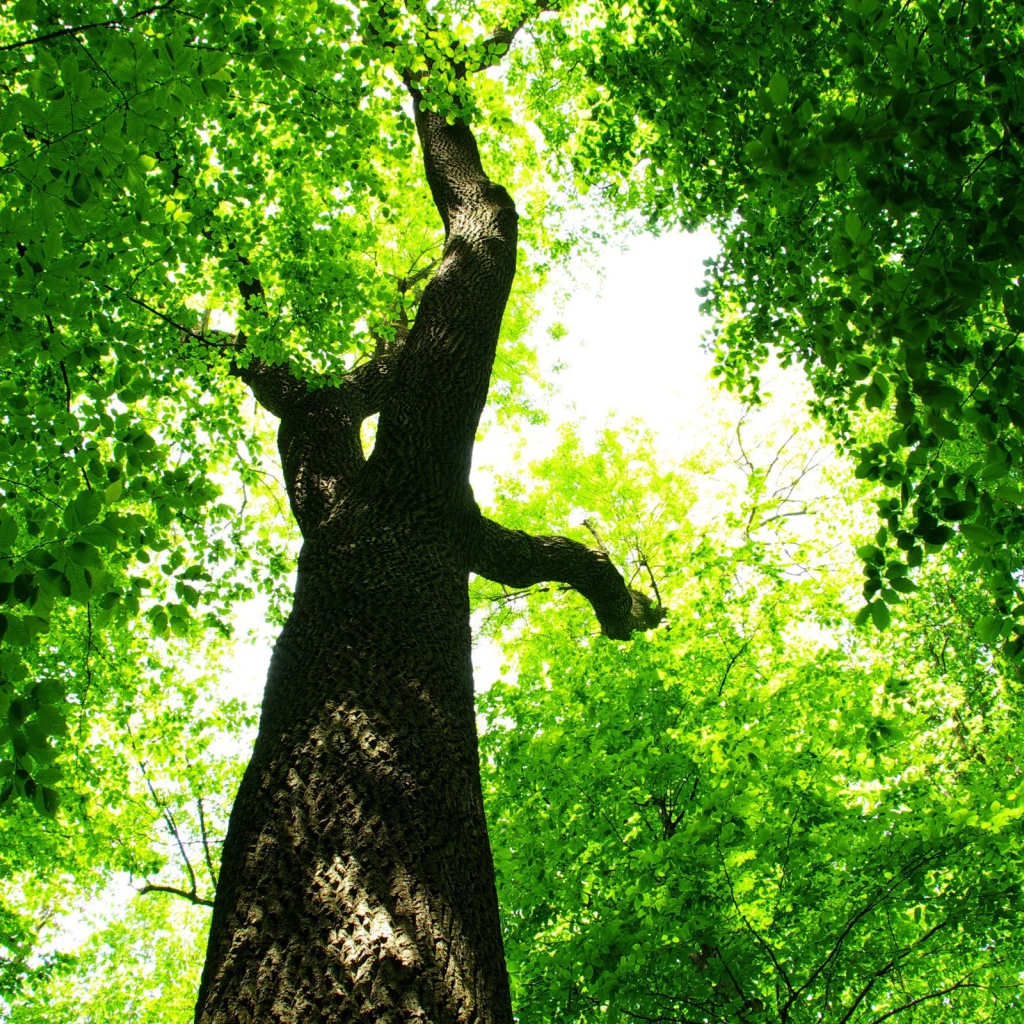 Царство зелени