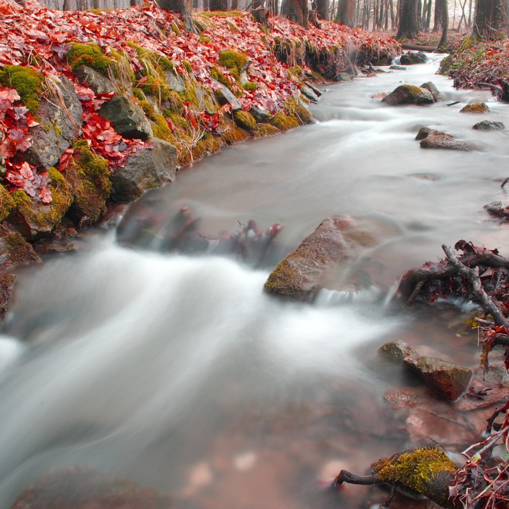 Лесная река