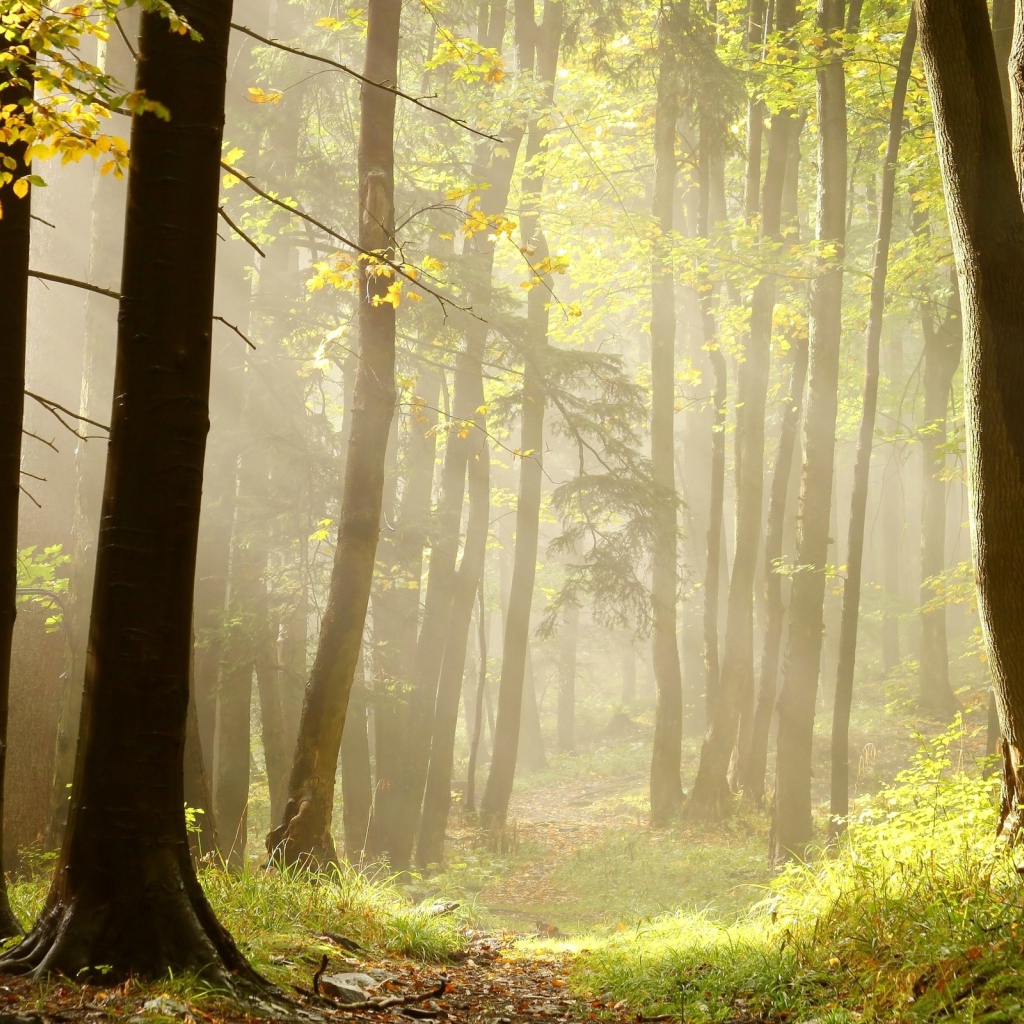 Тропа в лучах солнца