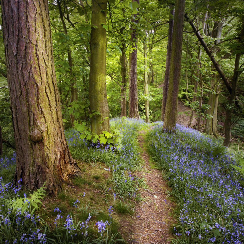 Лес как в сказке