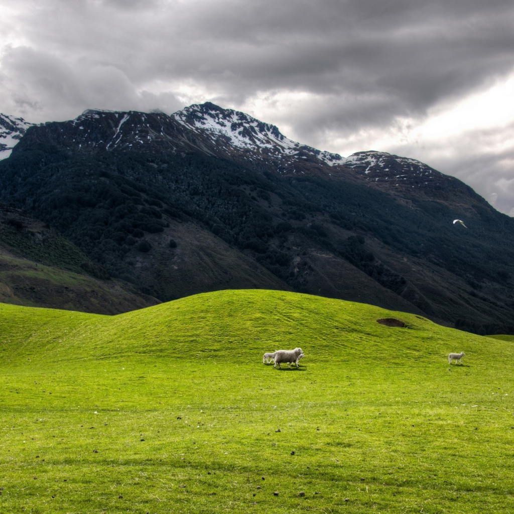 Высокогорное пастбище