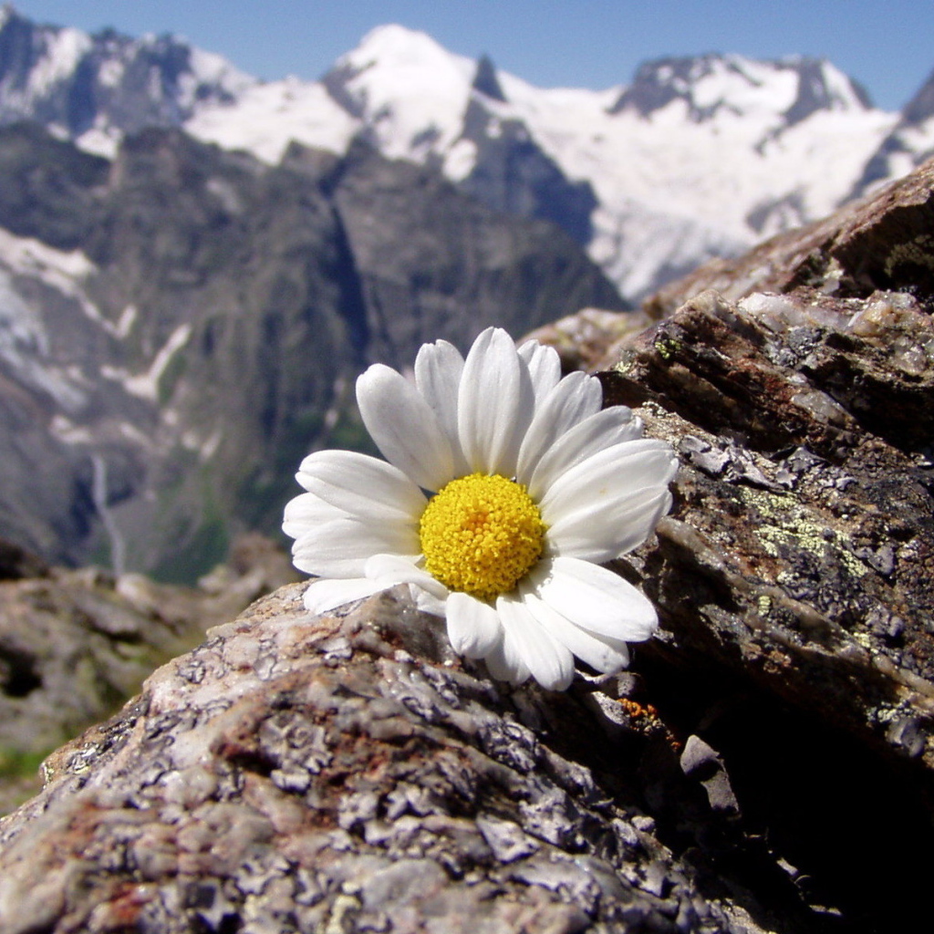 Ромашка в горах
