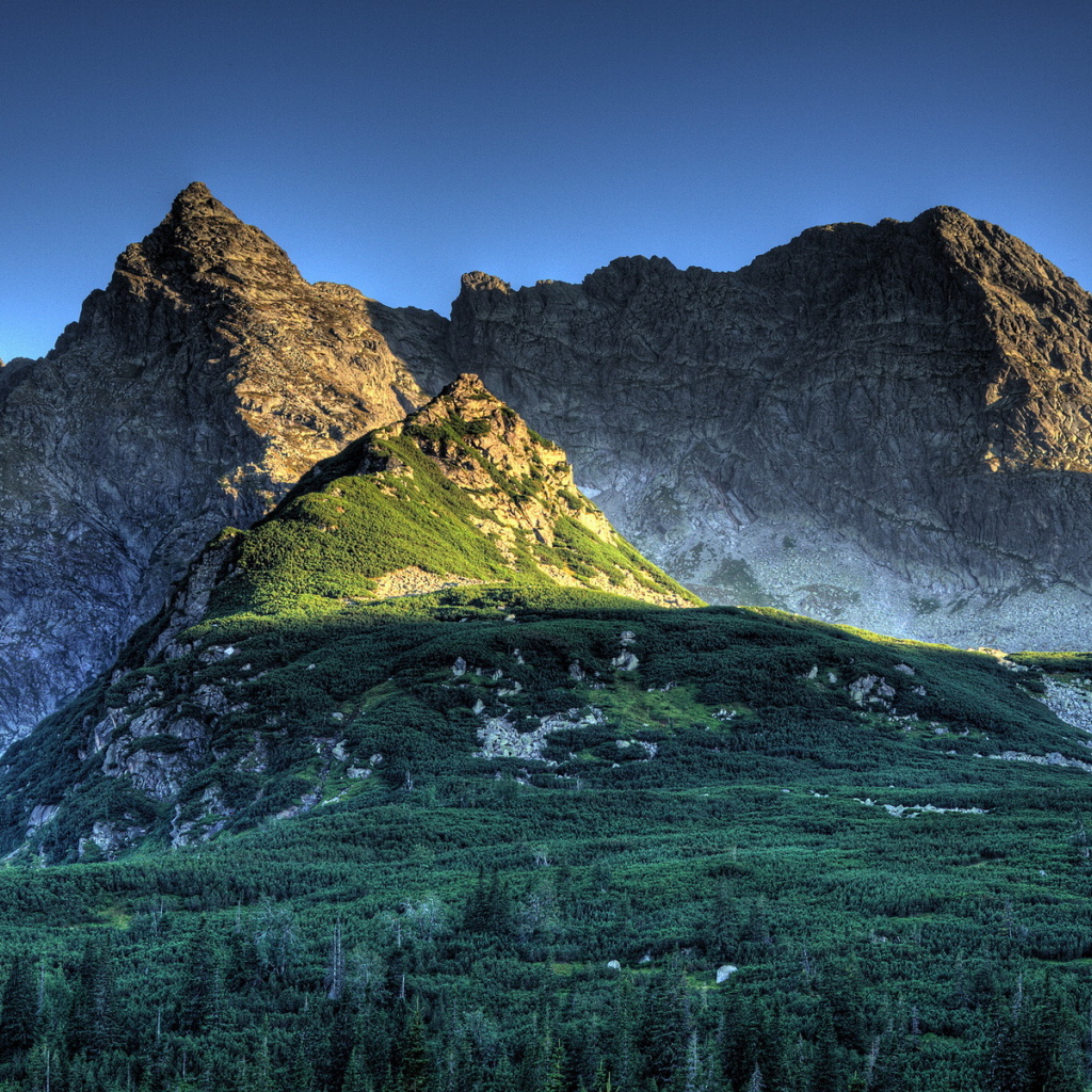 Лес в горах