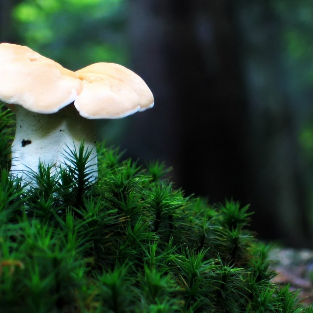 Одинокий гриб