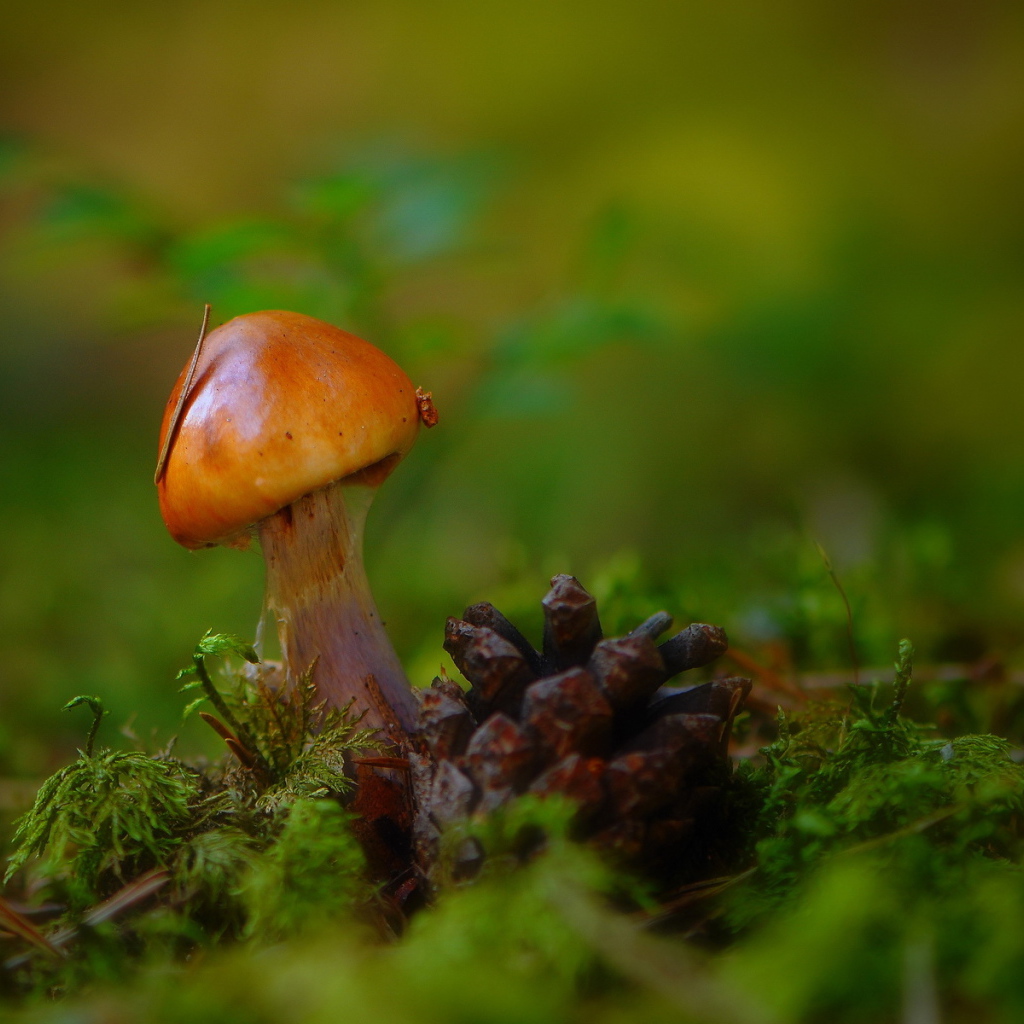 Гриб и шишка