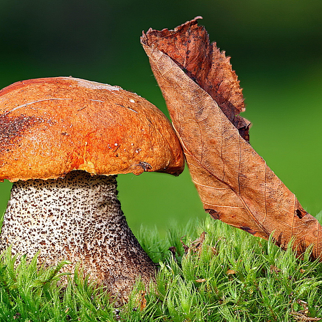 Подосиновик