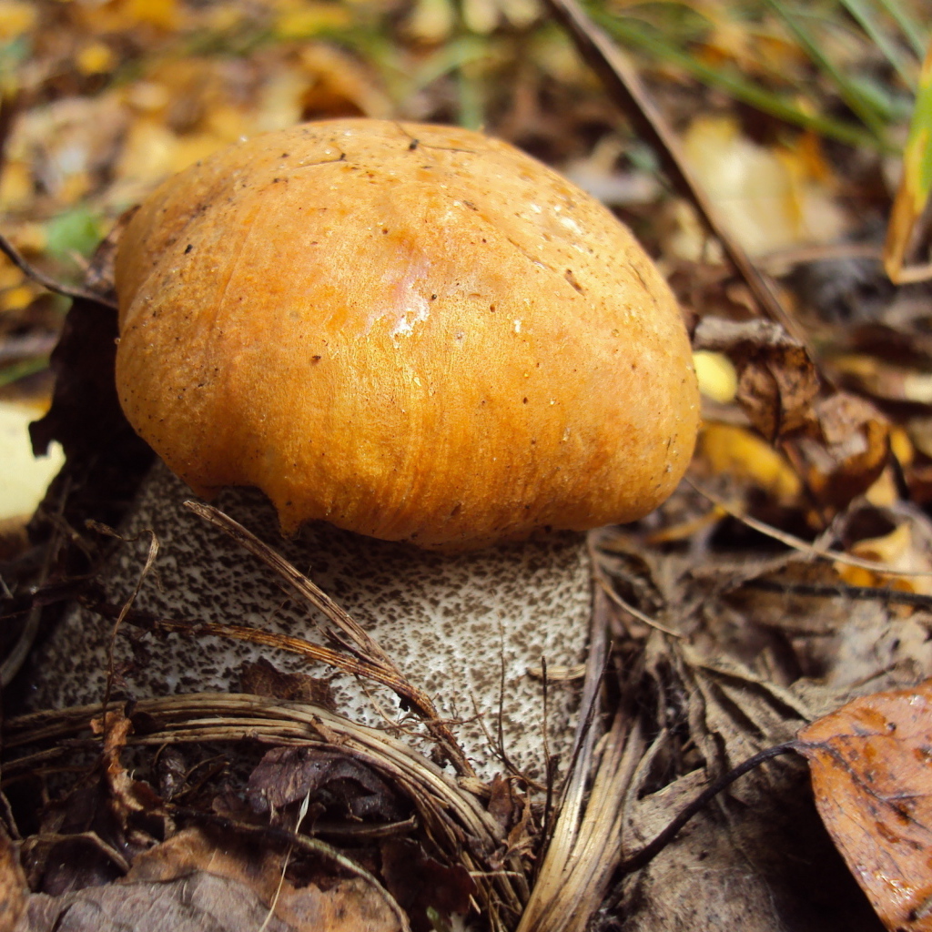 Подосиновик