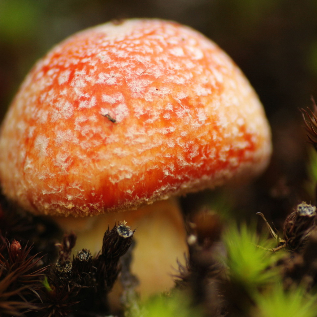 Маленький мухомор