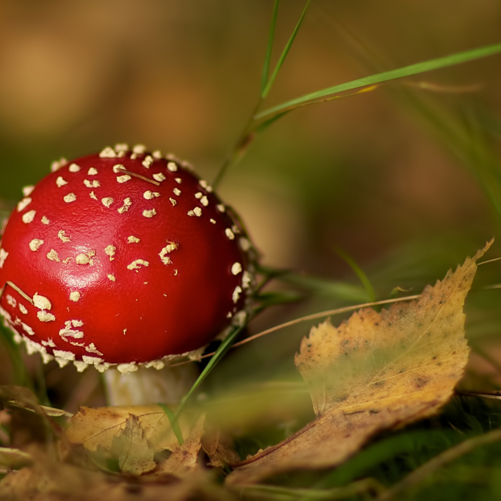 Маленький мухомор