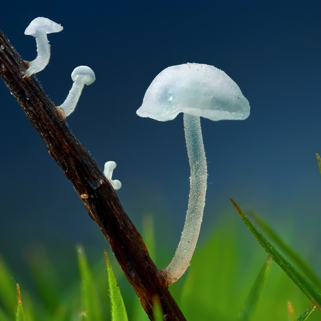 Прозрачные грибочки