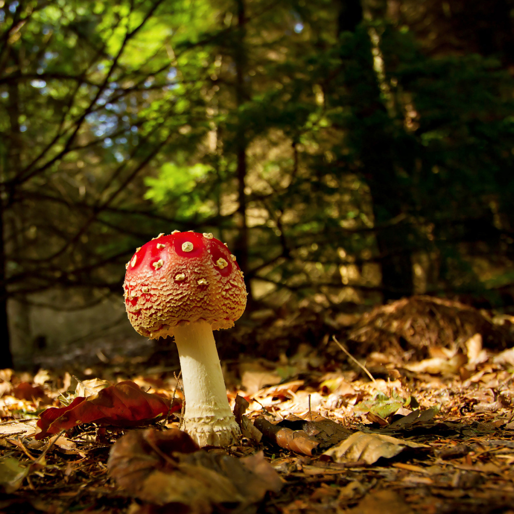 Молодой мухомор