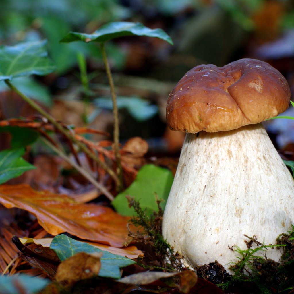 гриб Боровик