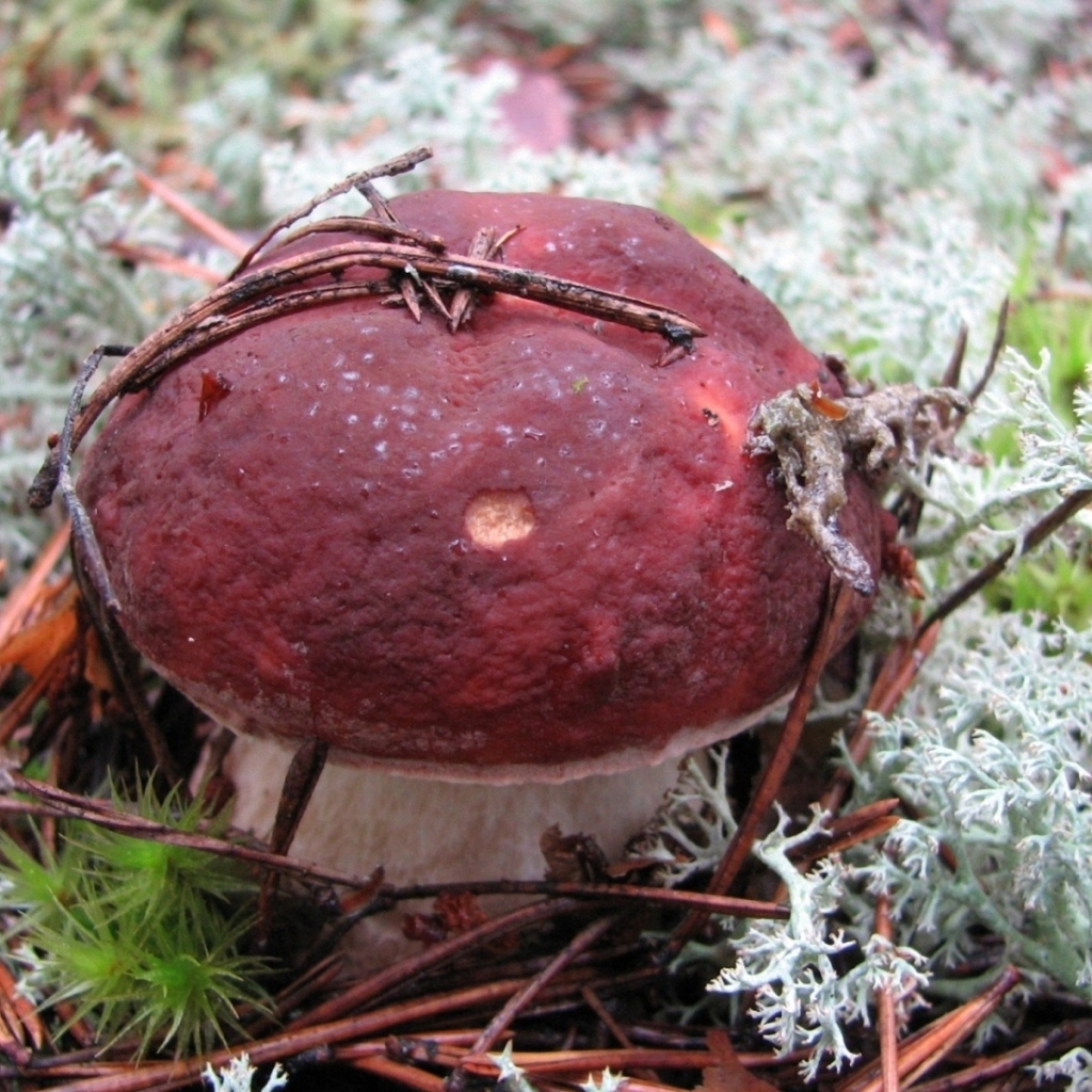 гриб Боровик