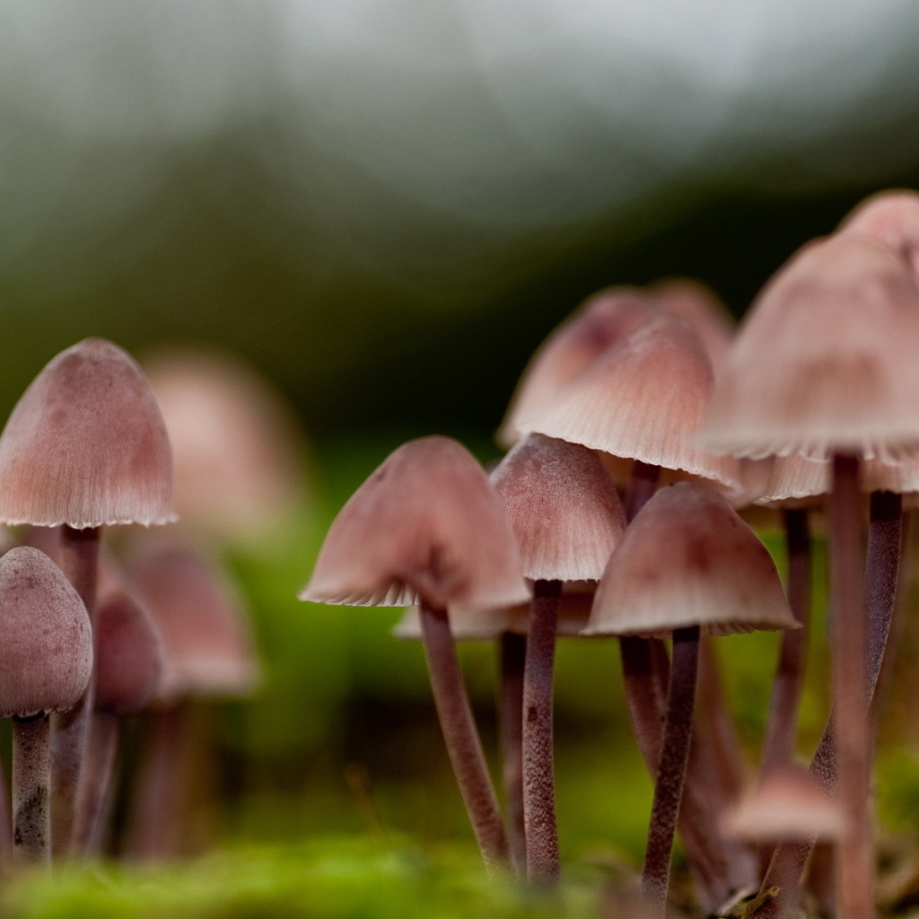 грибница Поганок