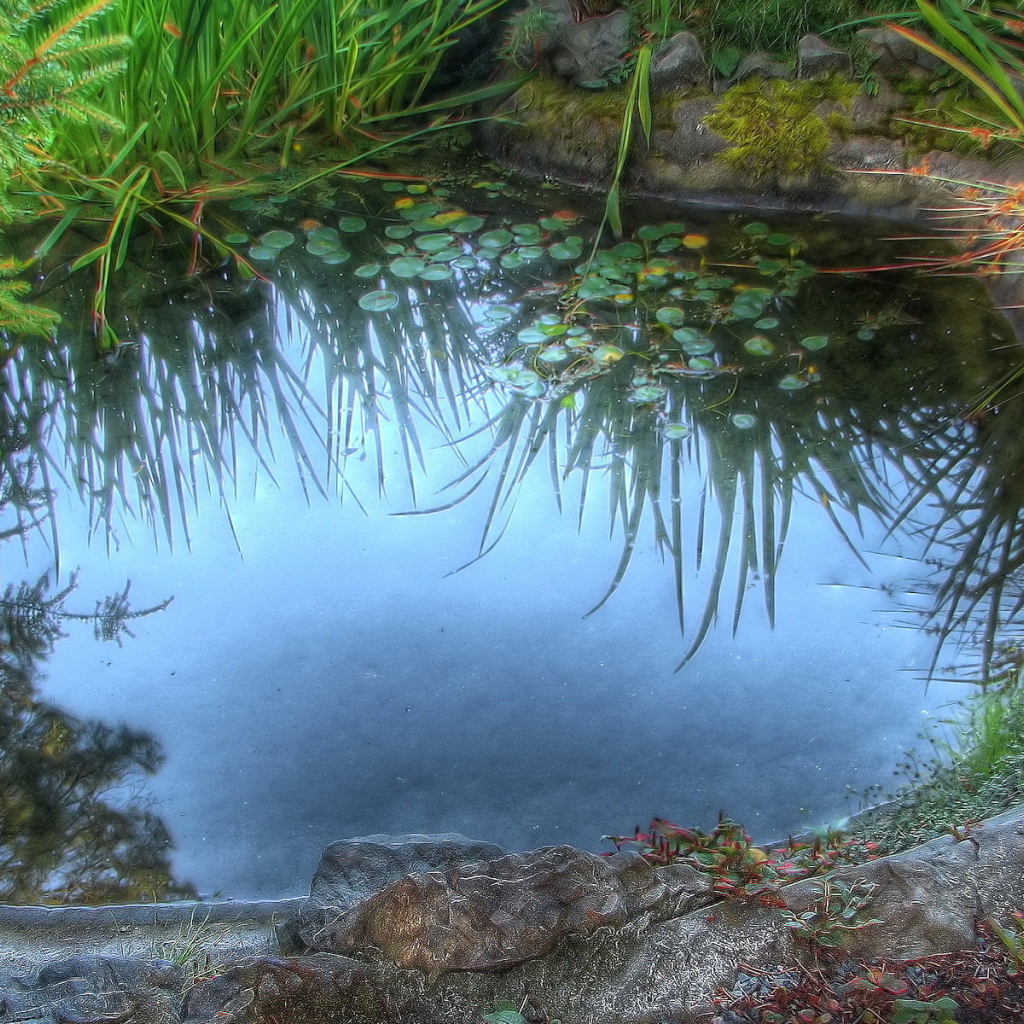 Среди камышей