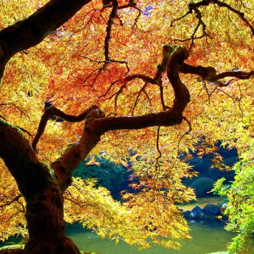 Осеннее дерево