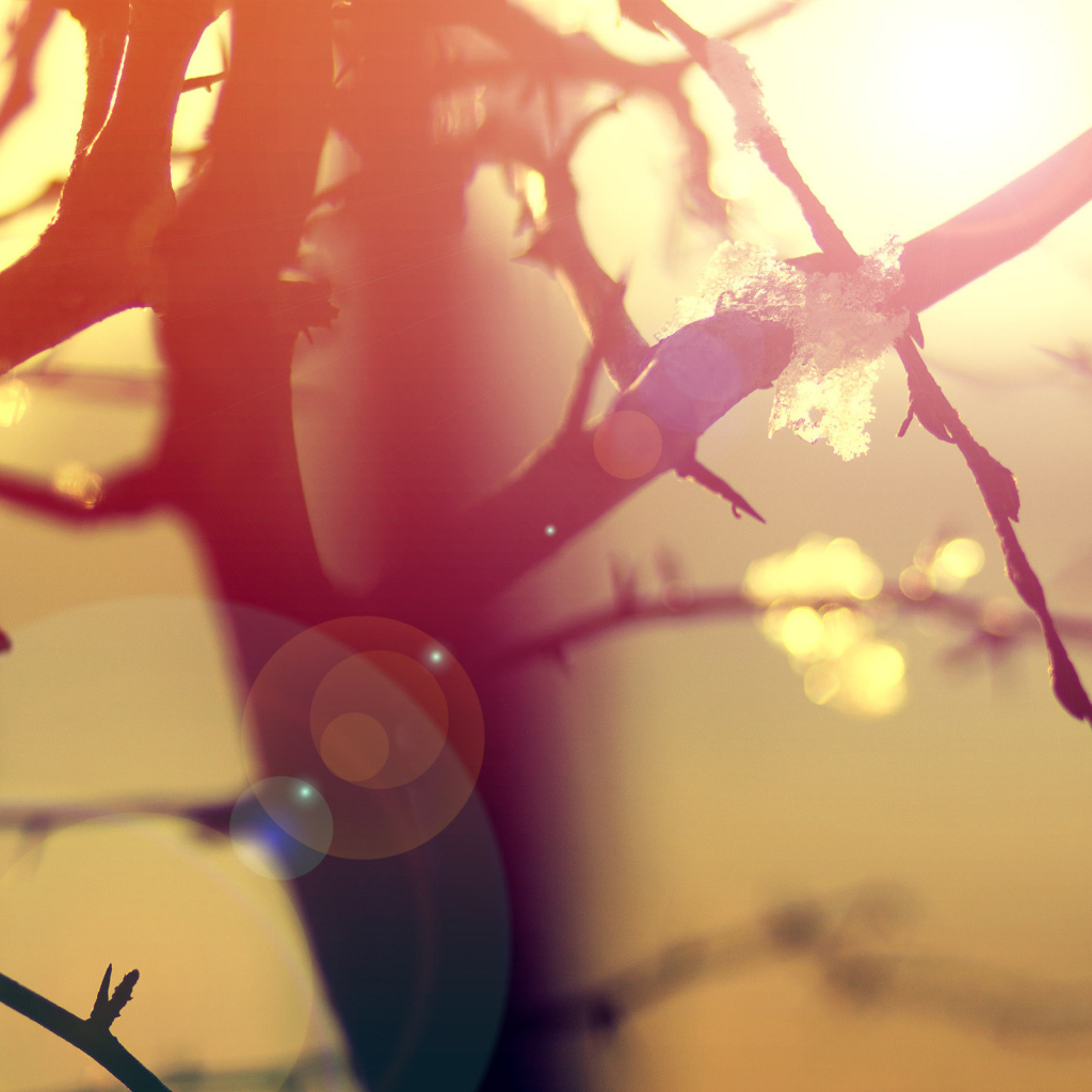 Ветки в бликах солнца