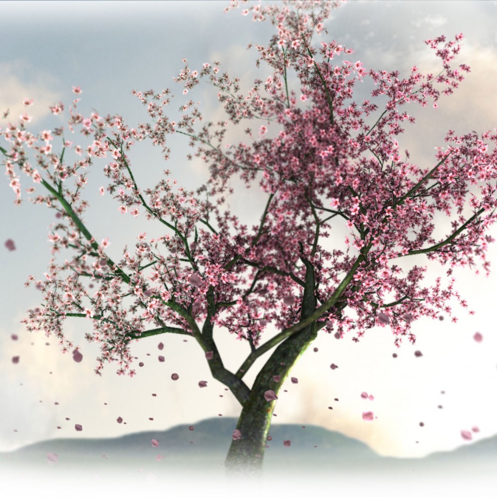 Цветущая сакура