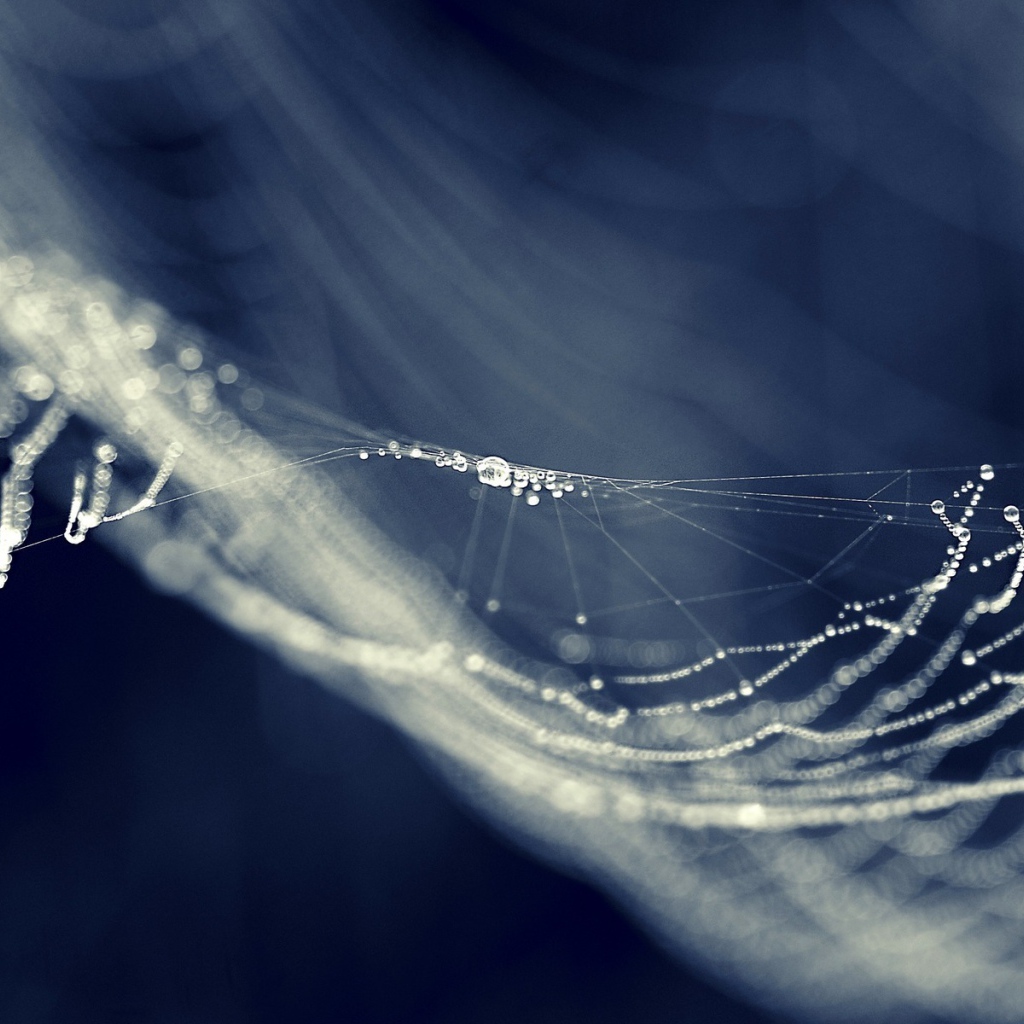 Капли на паутине