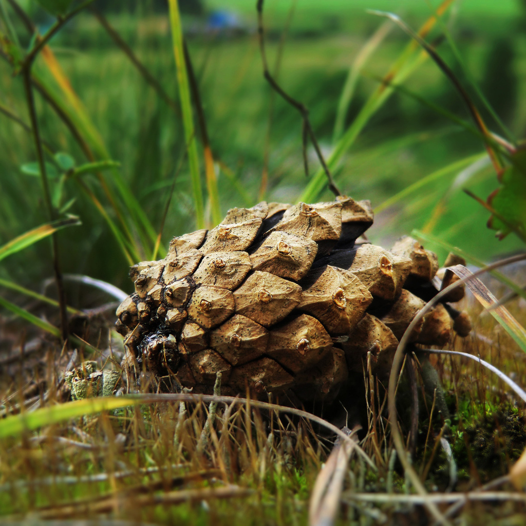 Упавшая шишка