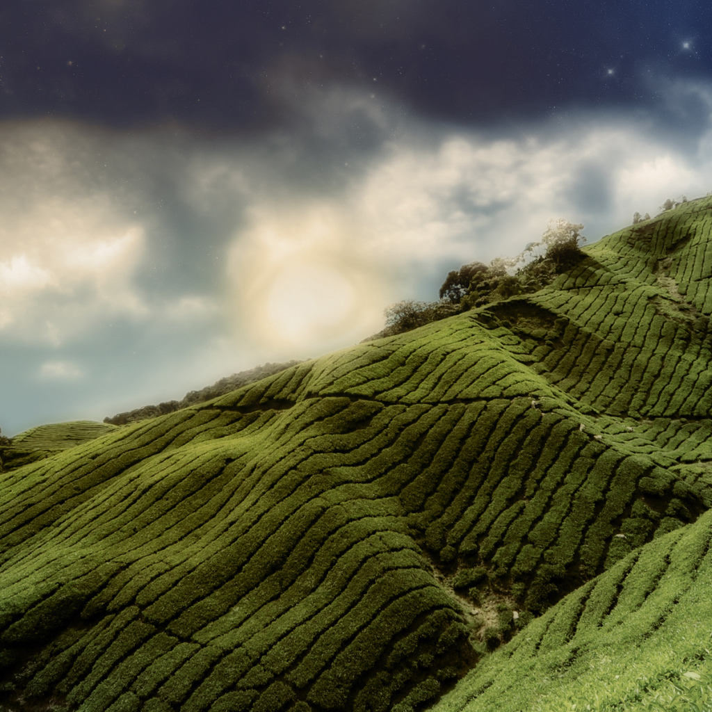 Зеленые холмы