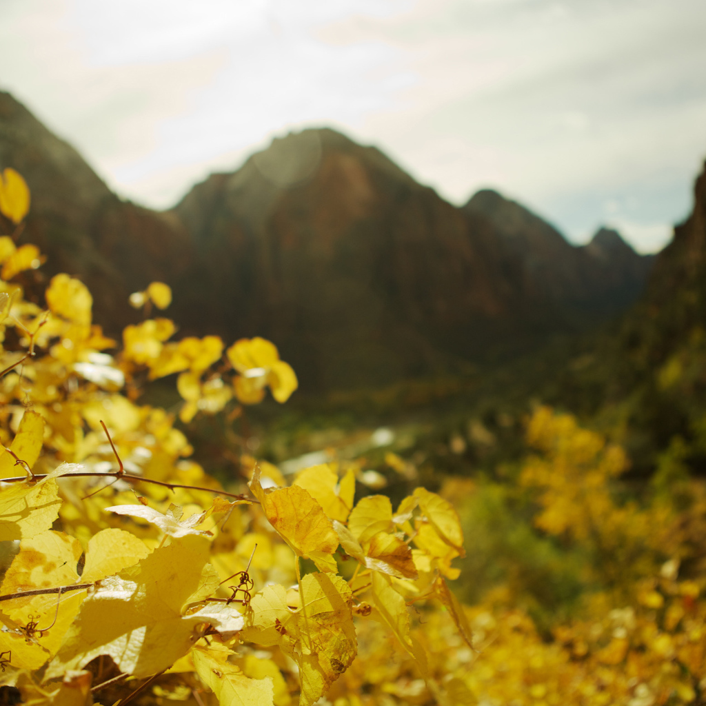 В фокусе желтые листья