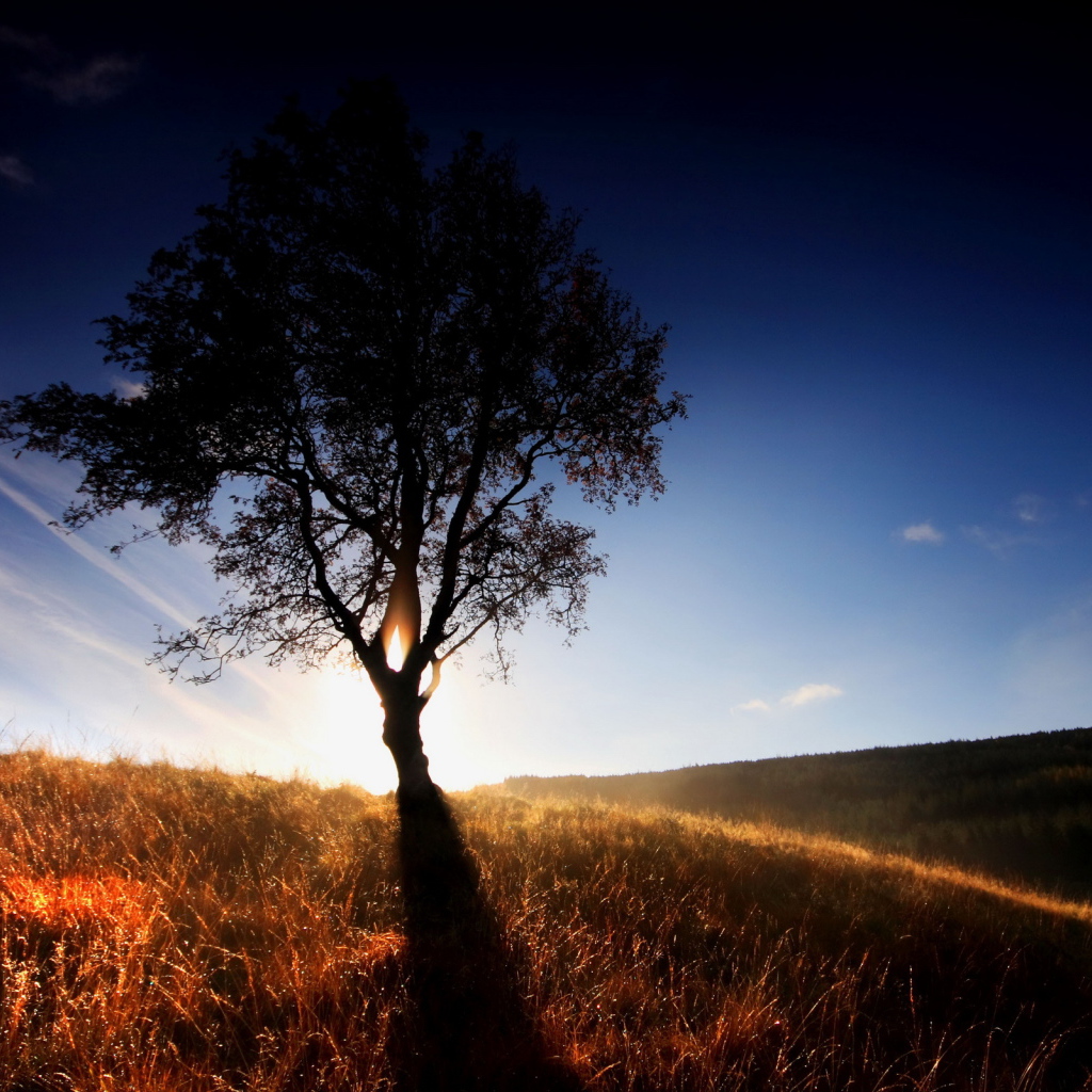 Одинокое дерево