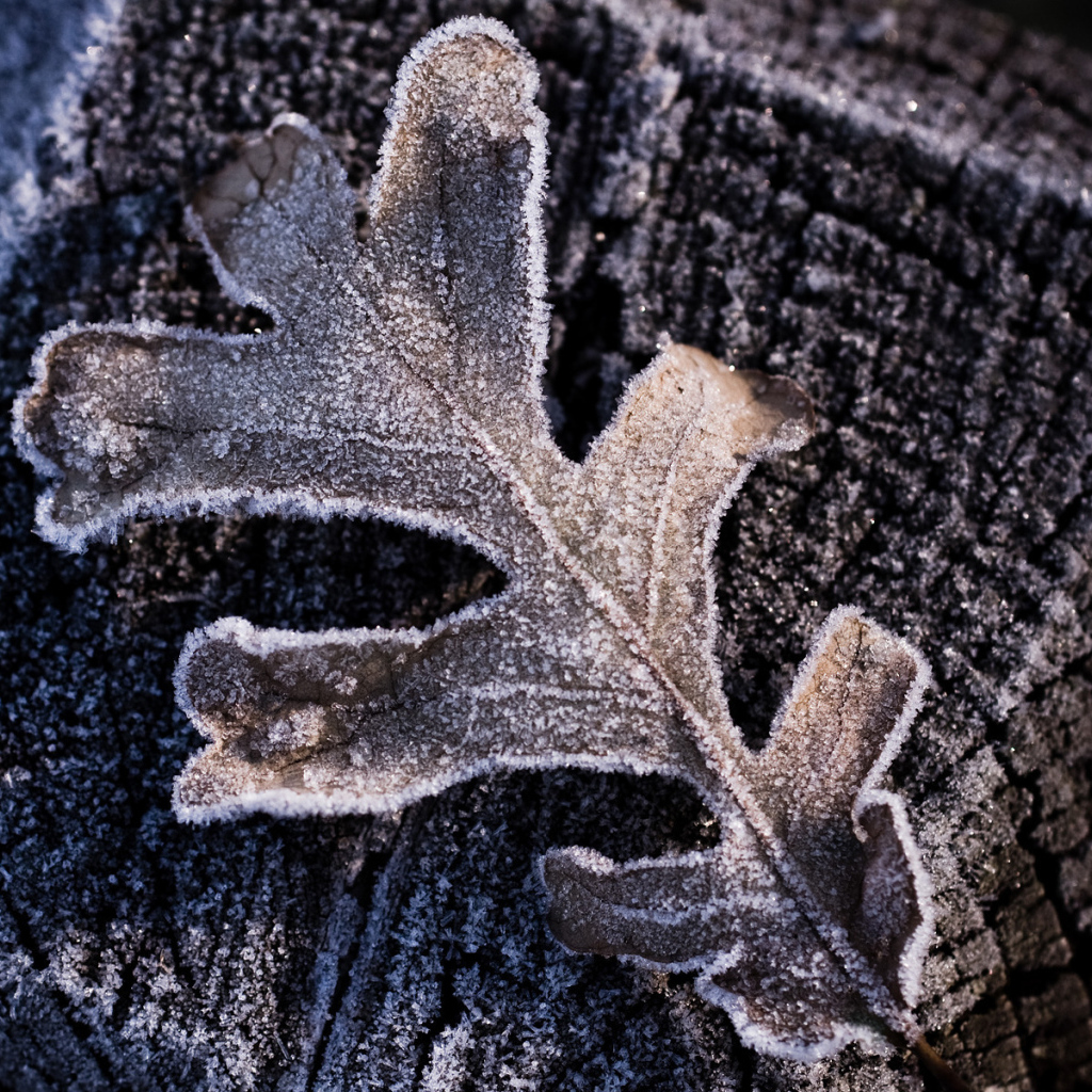 Утренний иней, макро