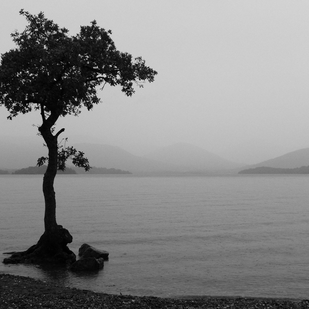 Одно дерево