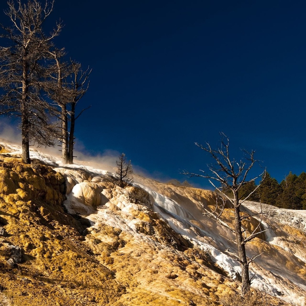 Сосны на возвышености