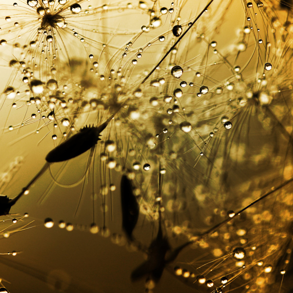 Бусинки дождя