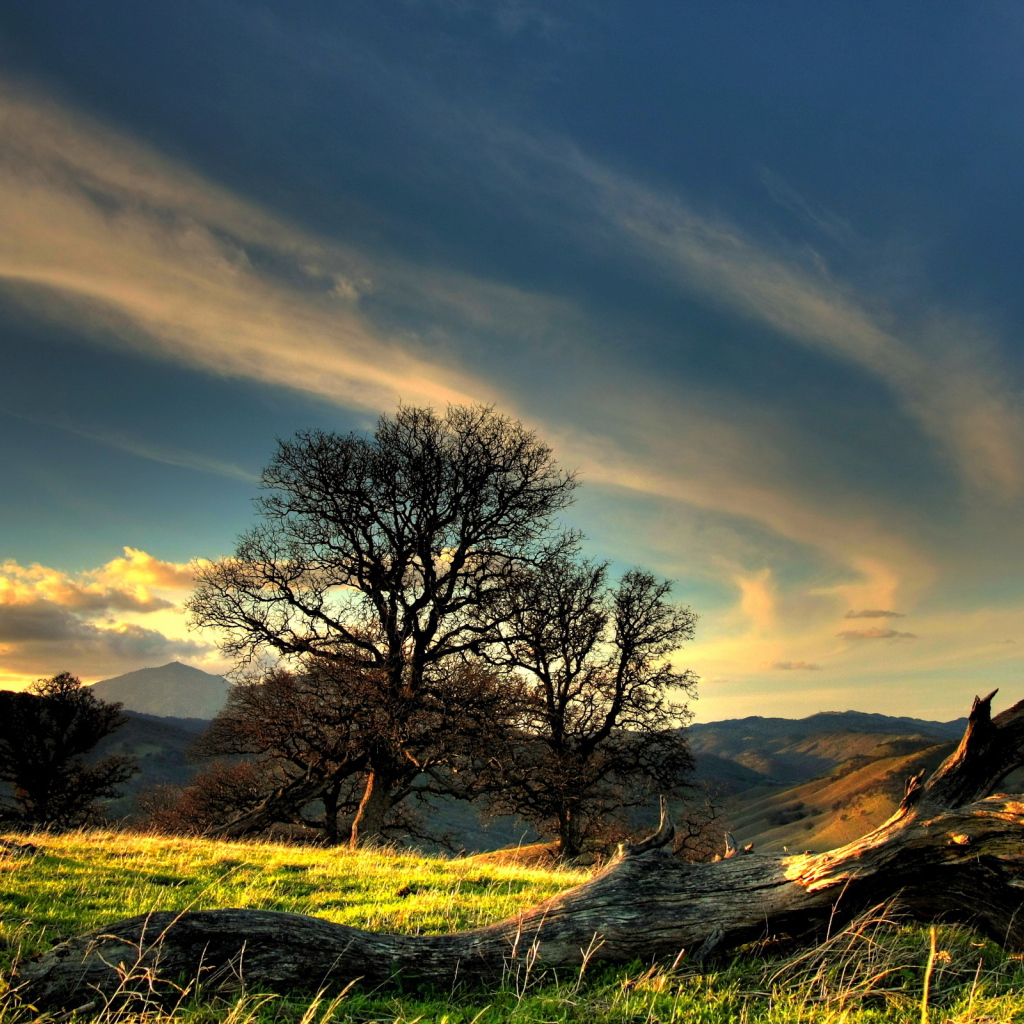 Коряга на холме