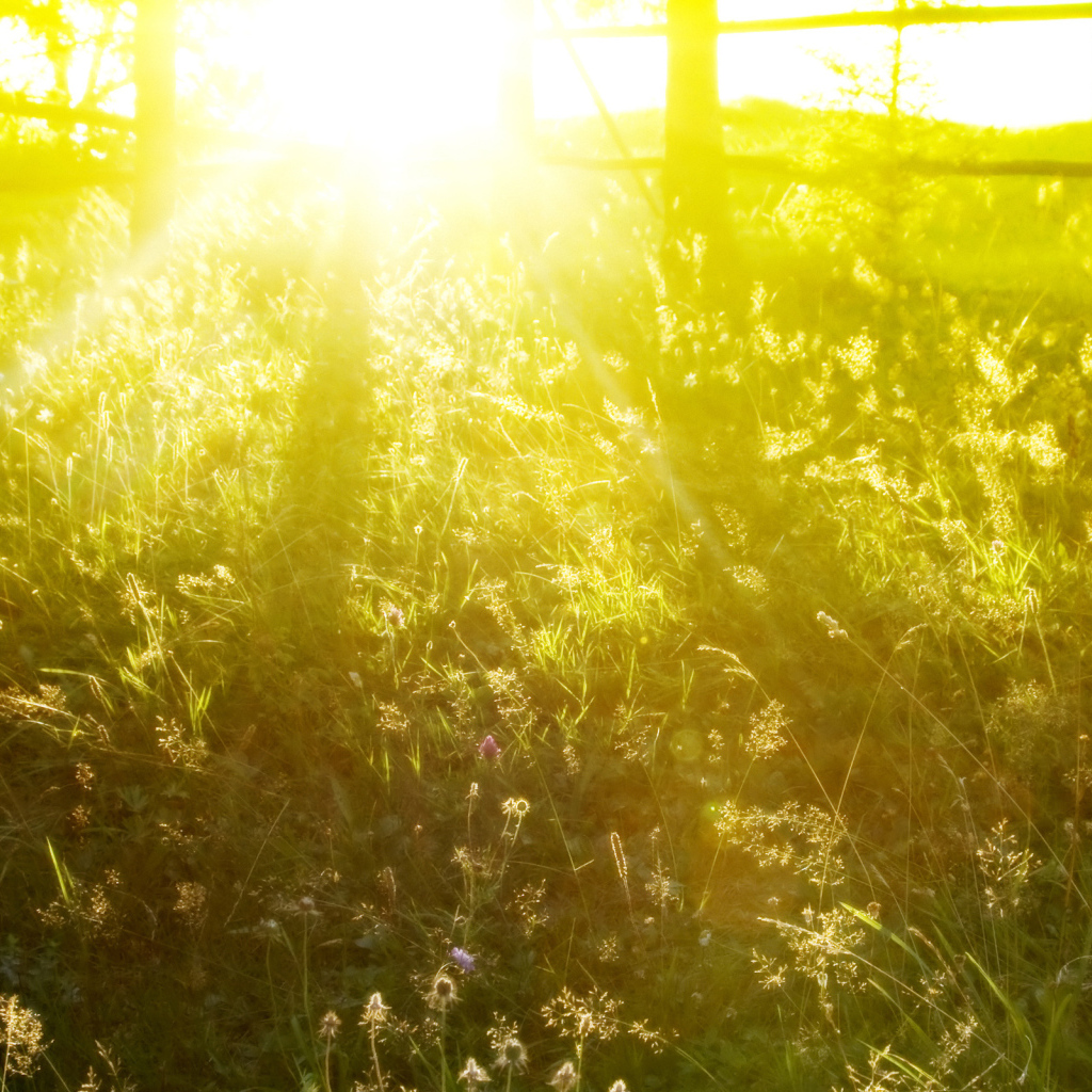 Солнечное утро