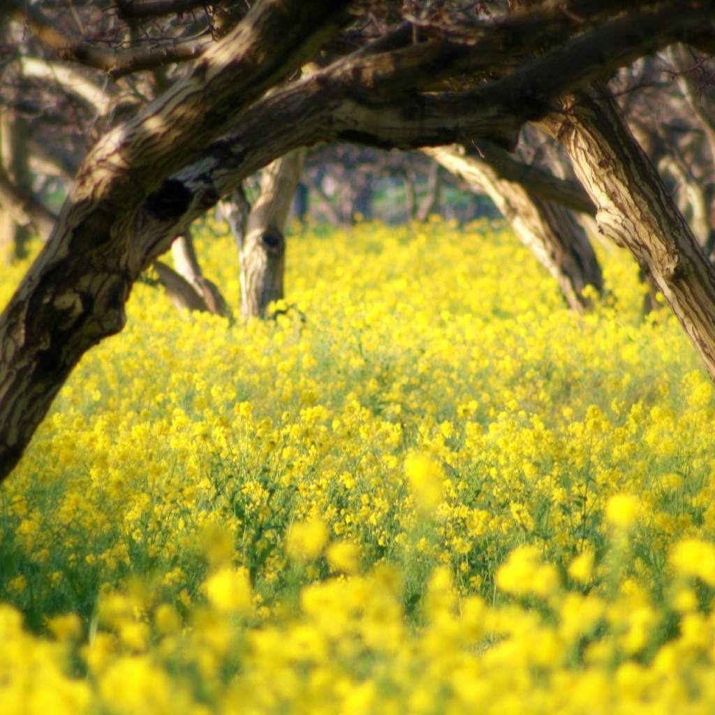 Летний сад в цветах