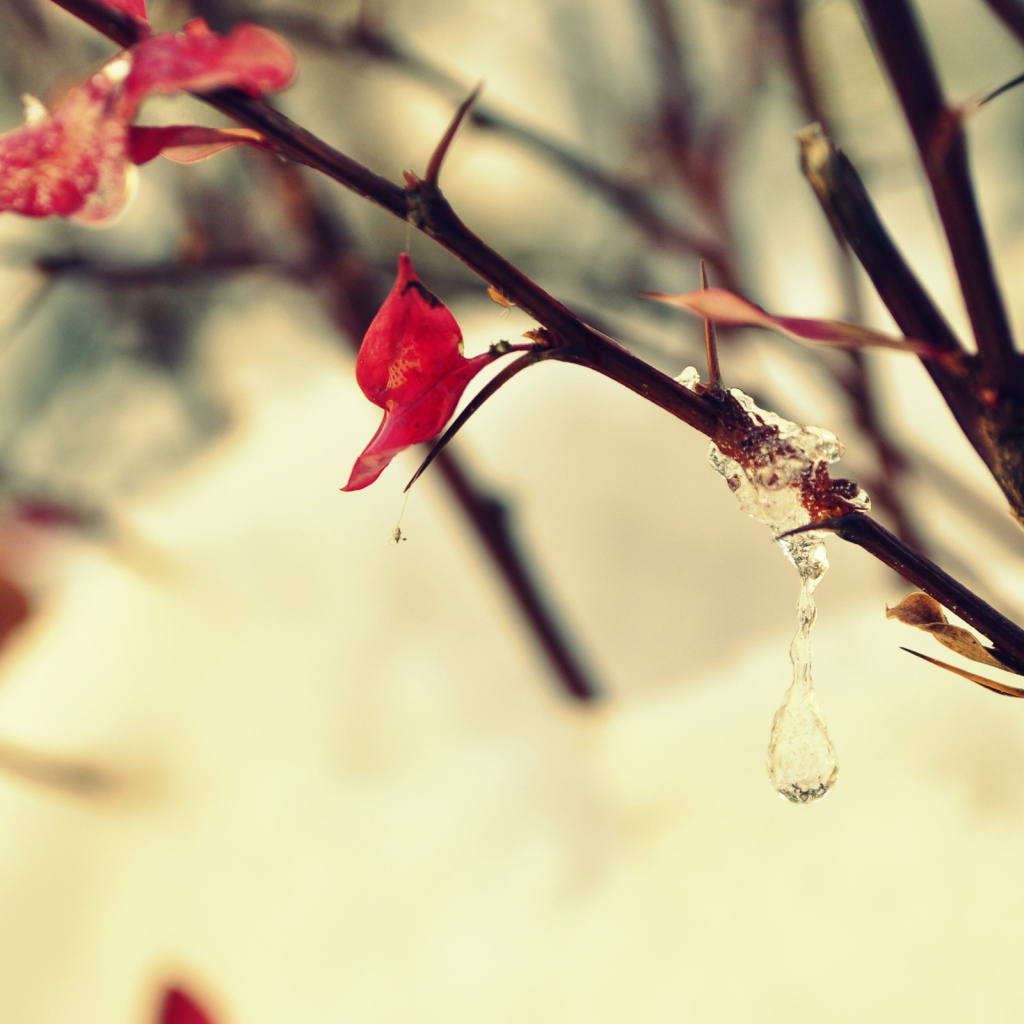 Замерзшая капля