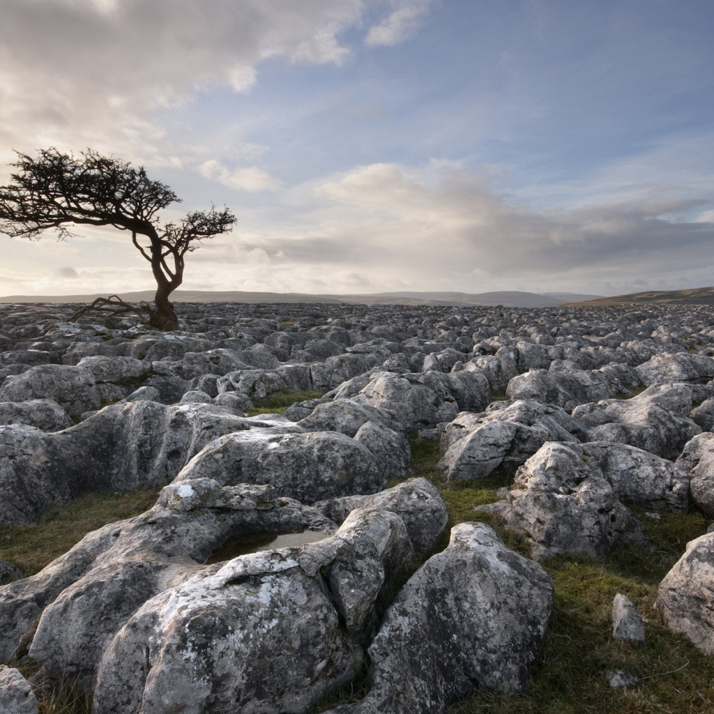 Дерево среди камней