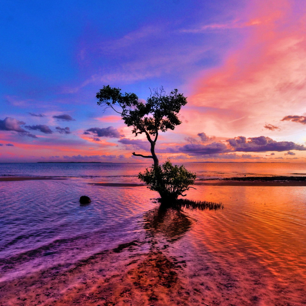 Дерево на мелководье