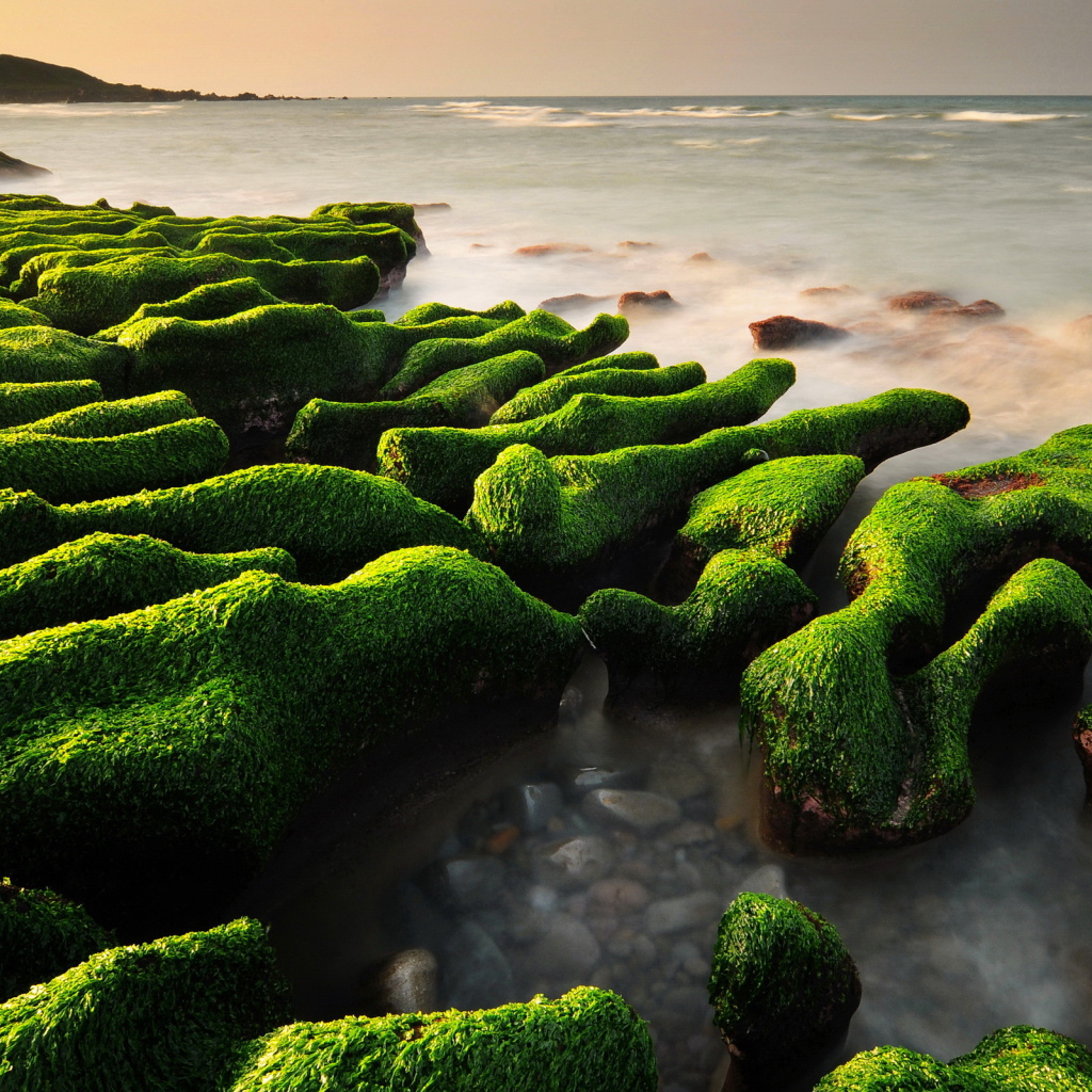 Водопосли на камнях