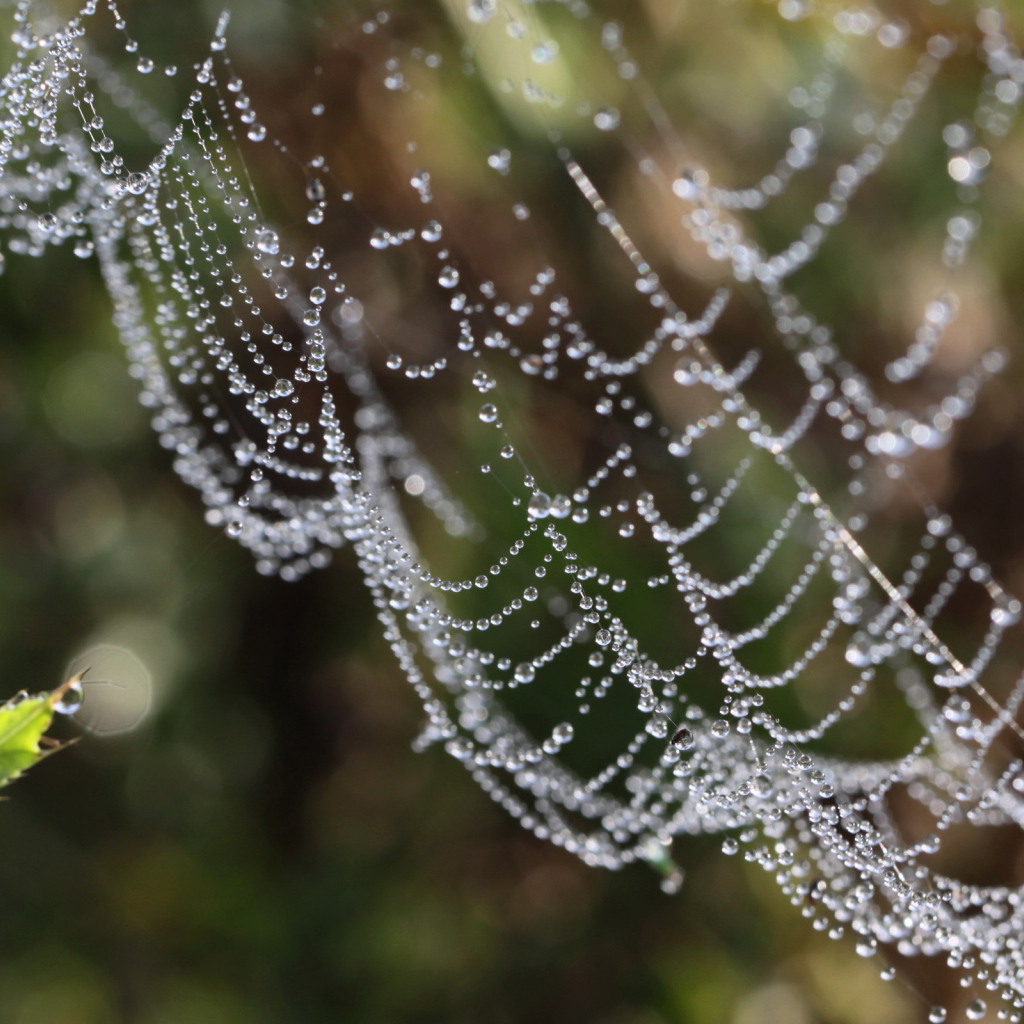 Водяные бусы