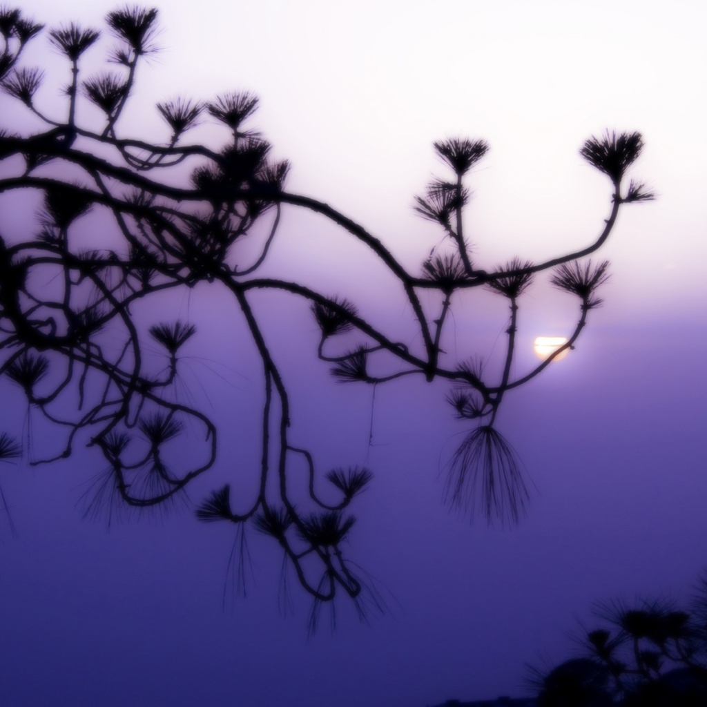 Фиолетовое небо