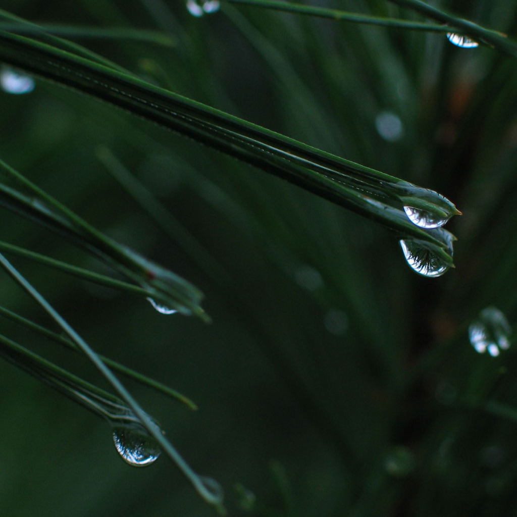 После дождя