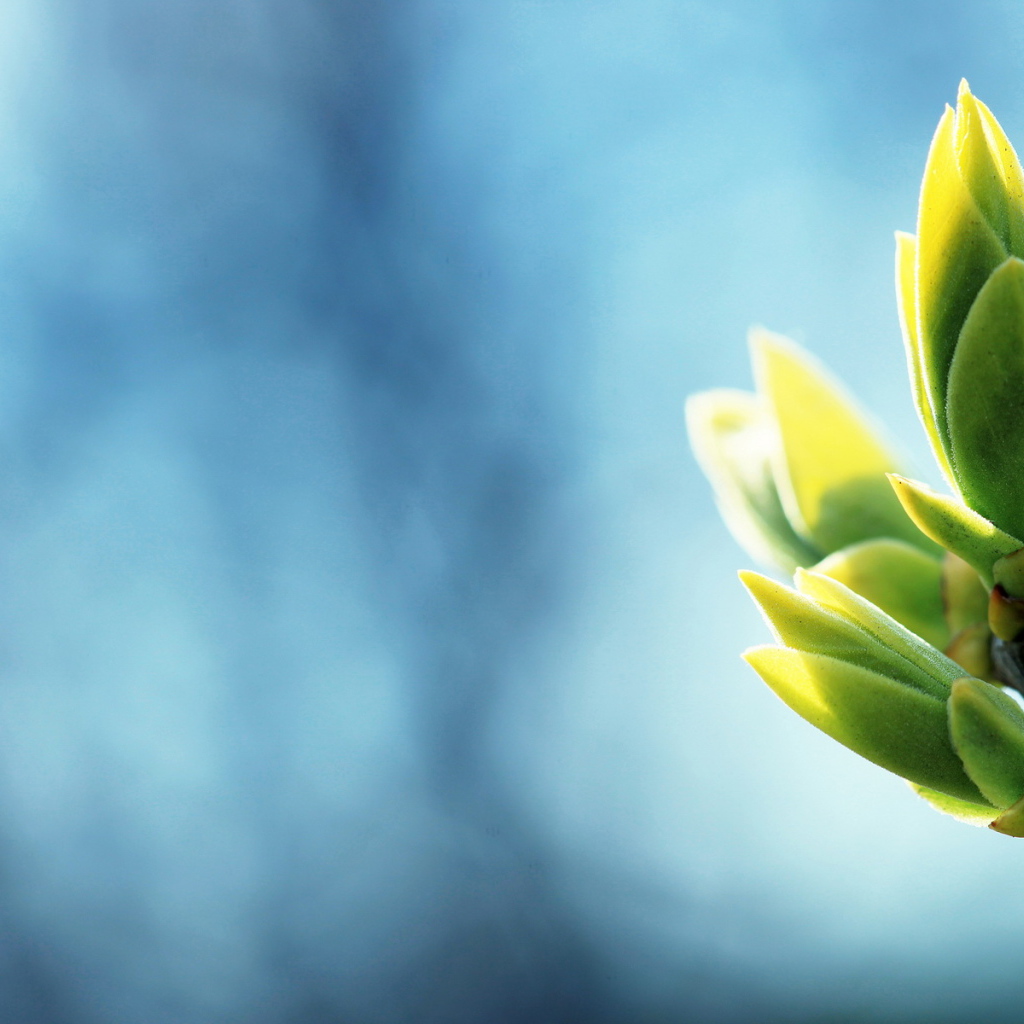 Ветка с листочками