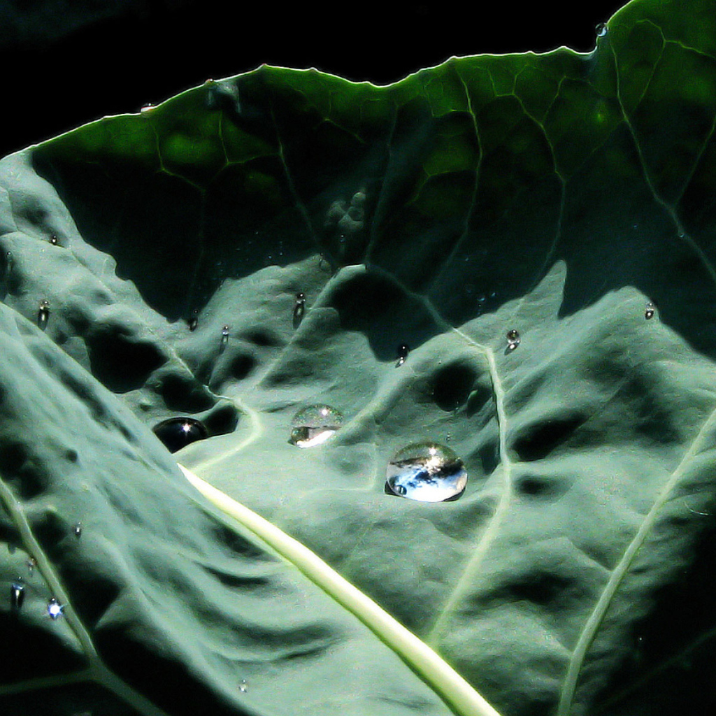 Капустный лист