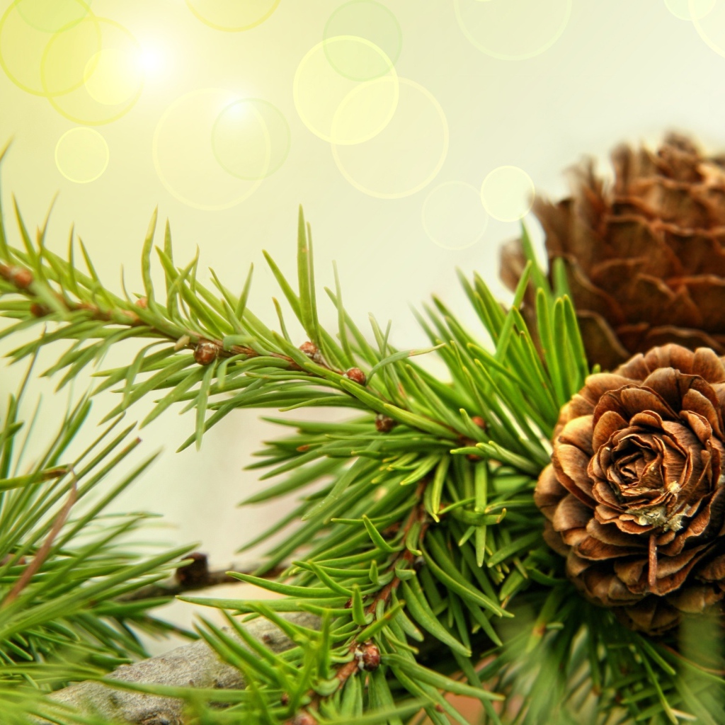 Шишки на ветках