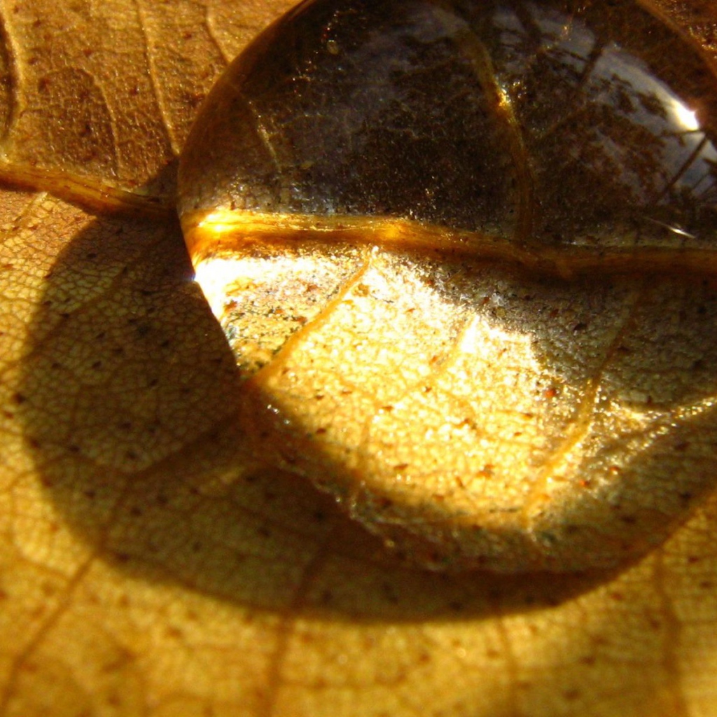 Капелька на сухом листе