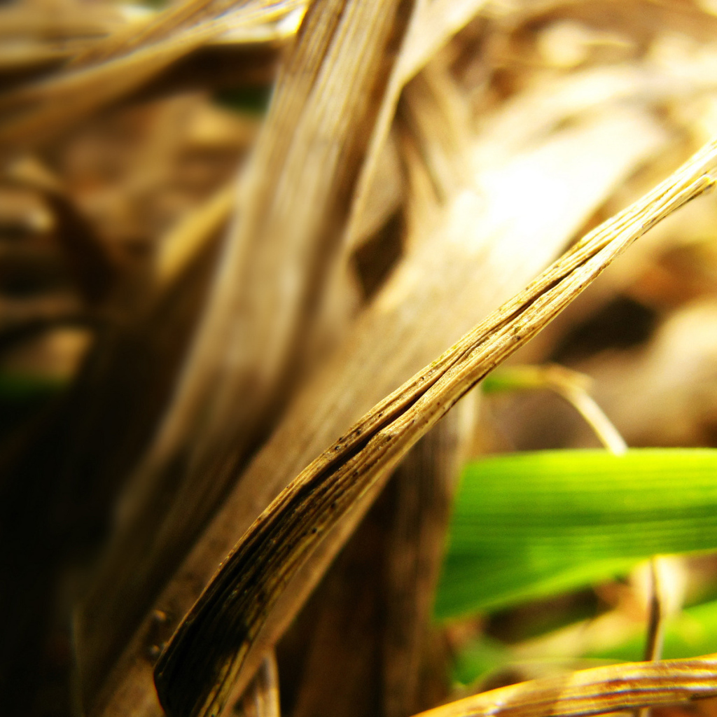 Сухие листья