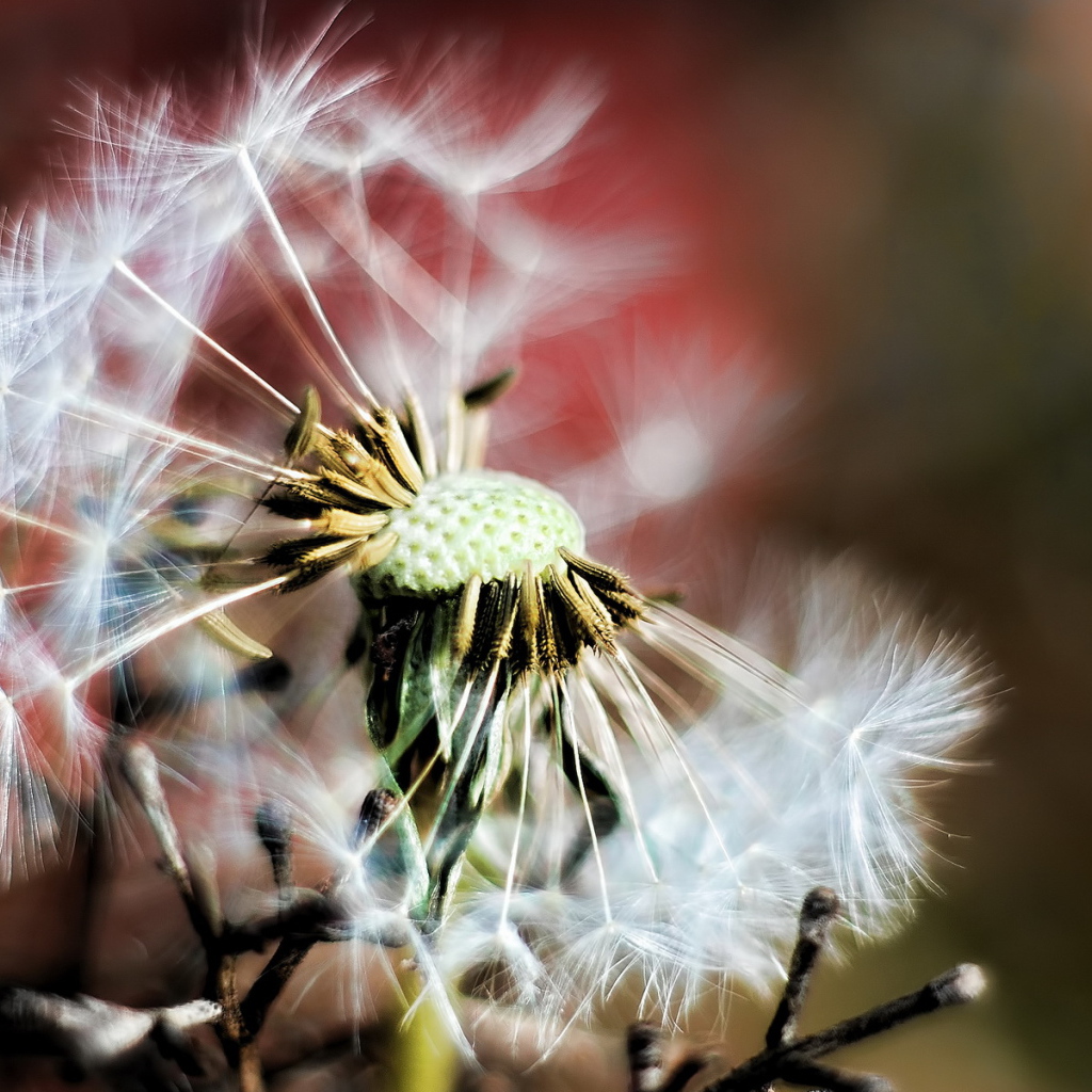 Облетевший одуванчик